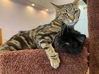 Eleanore Tabby Adult Female