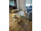 Pina, Wheaten Terrier For Adoption In Evergreen, Colorado