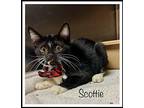 SCOTTIE Domestic Shorthair Kitten Male