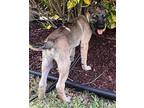 Tkachuk German Shepherd Dog Puppy Male