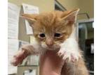 Harris Domestic Shorthair Kitten Male