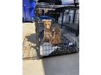 Julio, Miniature Pinscher For Adoption In Bonita, California