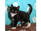 Rayne Domestic Shorthair Kitten Female