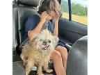 Bootsie Affenpinscher Senior Female