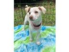 Fanny Mixed Breed (Medium) Puppy Female
