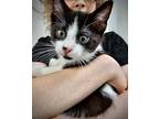 (ca) Soraya Domestic Shorthair Kitten Female