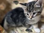 Moxxi Domestic Shorthair Kitten Male