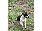 Jasper Hound (Unknown Type) Young Male