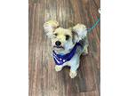 Benson, Cairn Terrier For Adoption In Colleyville, Texas