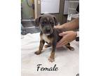 Betsy~, Terrier (unknown Type, Medium) For Adoption In Columbia, Tennessee
