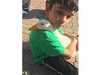 Irene&george-bonded Pair(pets), Duck For Adoption In West Los Angeles