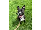 Duchess, American Pit Bull Terrier For Adoption In Twinsburg, Ohio