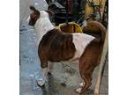 Frasier, American Pit Bull Terrier For Adoption In Poland, Indiana