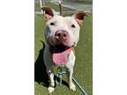 Levi Lee, American Pit Bull Terrier For Adoption In Twinsburg, Ohio