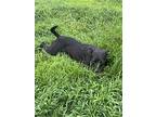 Apollo, Labrador Retriever For Adoption In Glenwood, Georgia
