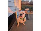 Paulie, Staffordshire Bull Terrier For Adoption In Newtown, Pennsylvania