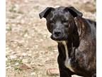 Rhea, Labrador Retriever For Adoption In Poland, Indiana