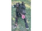 Rocky Aka Ace, American Pit Bull Terrier For Adoption In Macon, Georgia