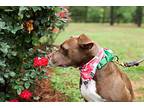Hazel, American Pit Bull Terrier For Adoption In Macon, Georgia