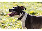 Rose, American Staffordshire Terrier For Adoption In Madison, Wisconsin