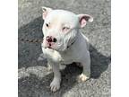 Hadley, American Pit Bull Terrier For Adoption In Roswell, Georgia