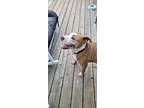 Shiloh, Labrador Retriever For Adoption In Bolivia, North Carolina