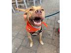 Justus, American Pit Bull Terrier For Adoption In Roswell, Georgia