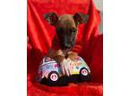 Roderick King Cutie Pie, American Pit Bull Terrier For Adoption In Provo, Utah
