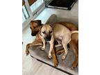 Autumn, Staffordshire Bull Terrier For Adoption In Jacksonville, Florida