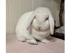 Rosie, Mini Lop For Adoption In Waynesboro, Virginia