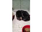 Eleanor, Lop, Holland For Adoption In Waynesboro, Virginia