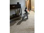 Cora, Siamese For Adoption In Shawnee Mission, Kansas
