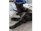 Sylvia, American Shorthair For Adoption In Worcester, Massachusetts