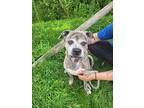 Tony Bologna, American Pit Bull Terrier For Adoption In Cherry Valley, New York