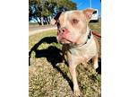 Dino, Staffordshire Bull Terrier For Adoption In Austin, Texas