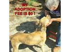 Gilley, Labrador Retriever For Adoption In Camden, South Carolina