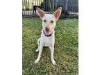Lilou, Labrador Retriever For Adoption In Sanford, Florida