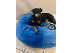 Luna, Doberman Pinscher For Adoption In Sanford, Florida