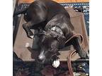 Leo, American Pit Bull Terrier For Adoption In Georgetown, Kentucky