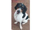 Adopt Tammy a White - with Black English (Redtick) Coonhound / Mixed dog in