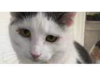 Adopt Penelope a Spotted Tabby/Leopard Spotted Calico cat in Richmond