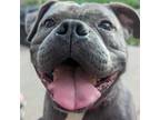Adopt Cheese Cube a Gray/Blue/Silver/Salt & Pepper American Pit Bull Terrier /