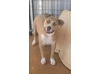 Adopt Chance a Tan/Yellow/Fawn - with White American Pit Bull Terrier / Mixed