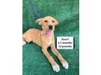 Adopt Pearl a Tan/Yellow/Fawn Labrador Retriever / Retriever (Unknown Type) /