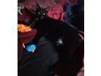 Adopt Toes a Black (Mostly) Domestic Shorthair (short coat) cat in Garden City