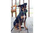 Adopt Barkley a Brown/Chocolate - with Black Miniature Pinscher / Mixed dog in