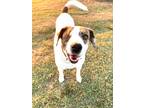 Adopt Bianca a Pointer / Spaniel (Unknown Type) / Mixed dog in McKinney