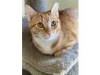 Adopt Mikey a Orange or Red Tabby Domestic Shorthair (short coat) cat in
