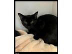 Adopt Nova a Domestic Medium Hair