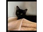 Adopt Luna a Domestic Medium Hair